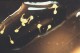 This photos is of newly hatched M. altispinosa