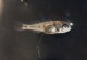 Free swimming Lethrinops lethrinus fry.
