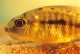 This photo is a close-up of a female Lethrinops lethrinus holding either eggs or fry in her mouth.