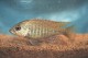 This photo is of a young male Lethrinops lethrinus.