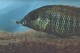 This photo is of the dominate Lethrinops lethrinus male showing the tale of an Ottocinclus affinis sticking out of his mouth.